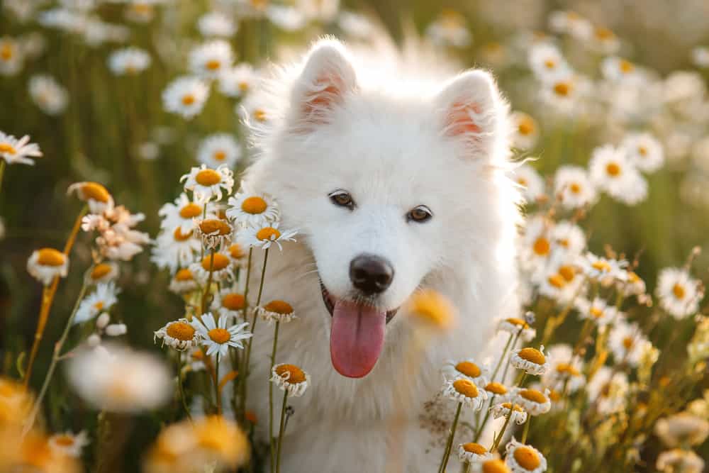white dog with white daisies