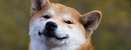 160+ Anime Dog Names for Your Kawaii Canine