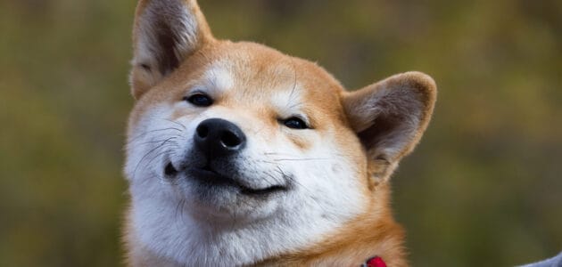 160+ Anime Dog Names for Your Kawaii Canine - PetMag