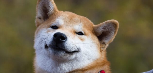 160+ Anime Dog Names for Your Kawaii Canine