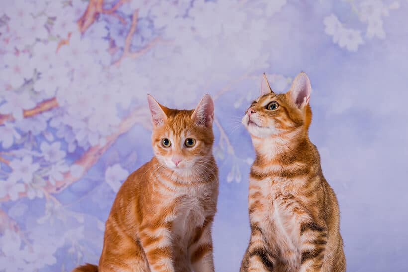 225+ Anime Cat Names for Your Nyanko - PetMag