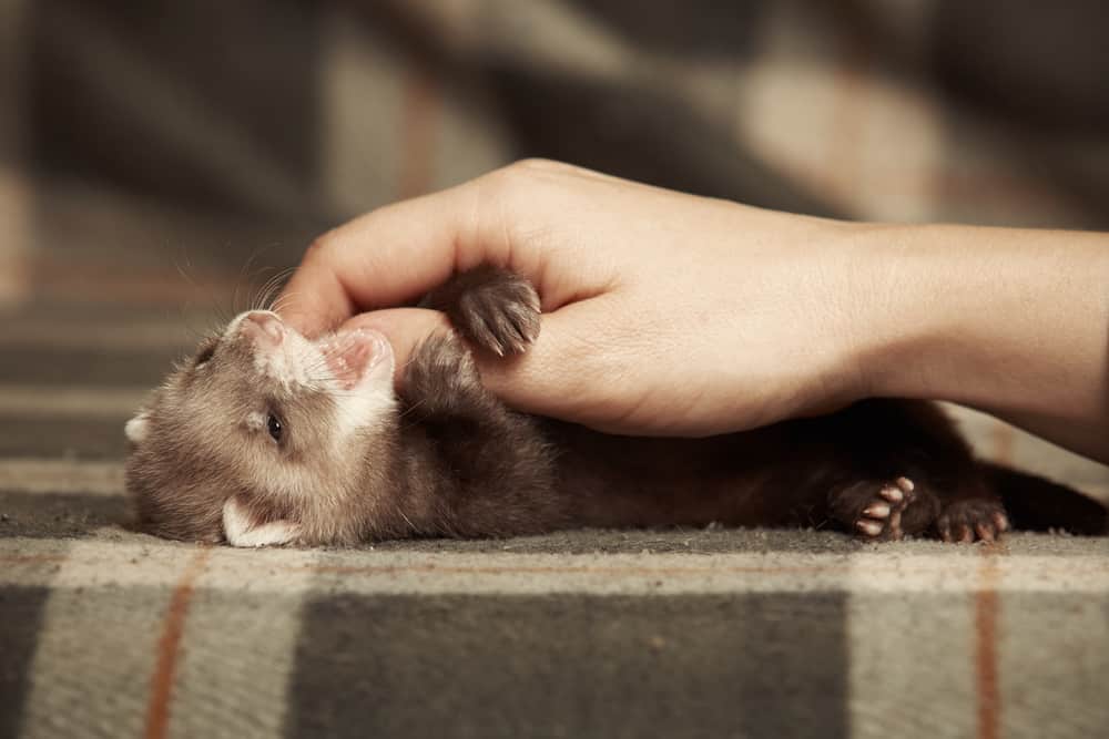 baby ferret playing hand