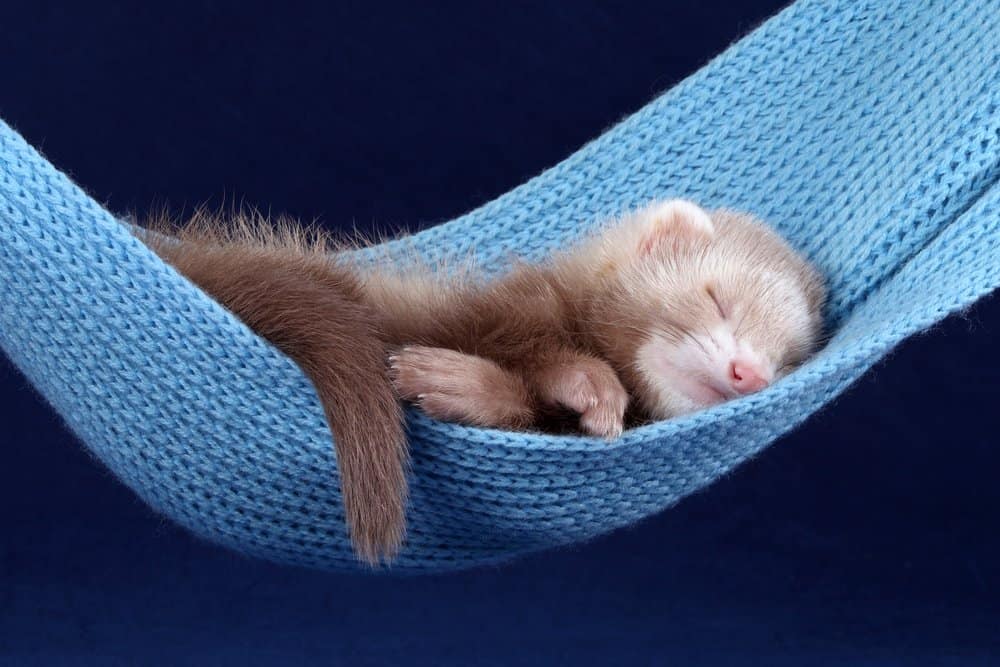 baby ferret sleeping hammock