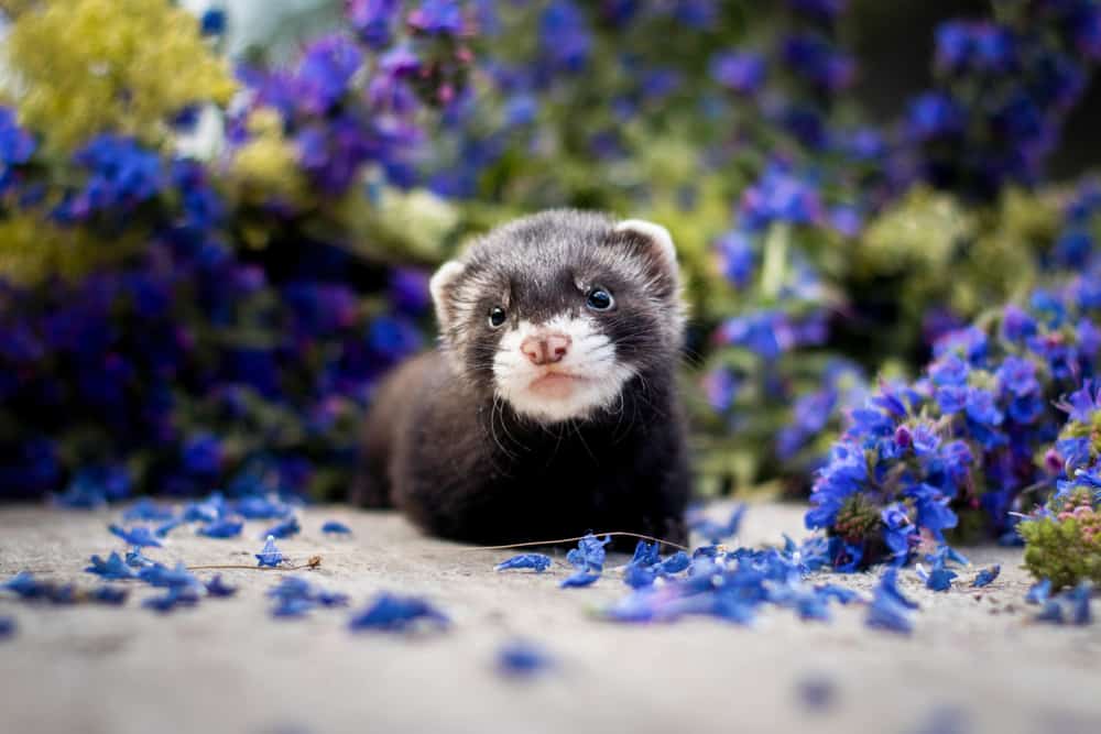 baby ferret surrounded by flowers