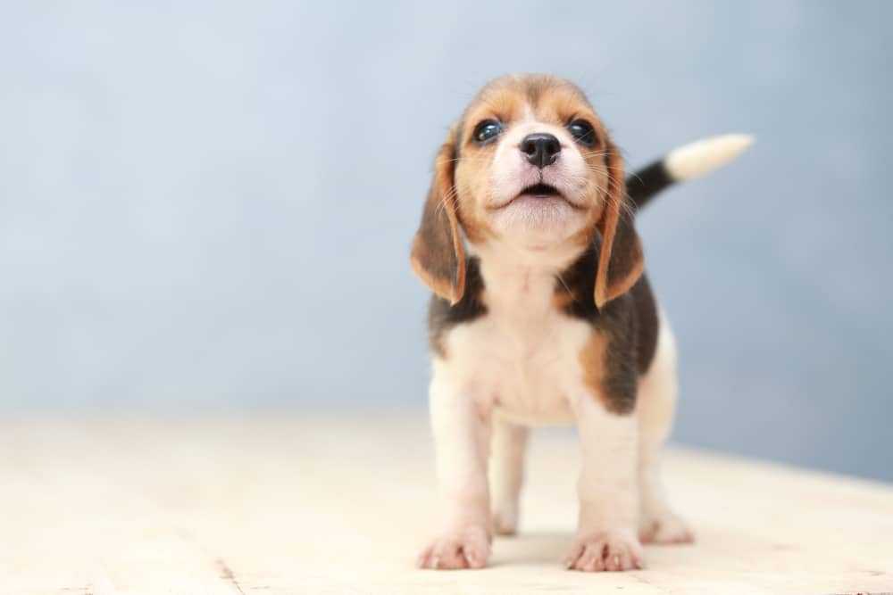 beagle puppy with mouth slightly open