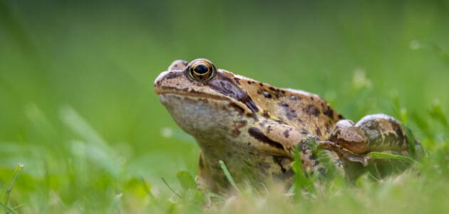 130+ Pet Frog Names That Are Toad-Ally Awesome