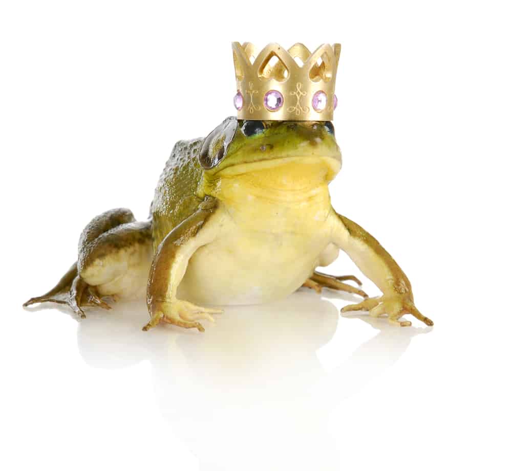 130+ Pet Frog Names That Are Toad-Ally Awesome - PetMag