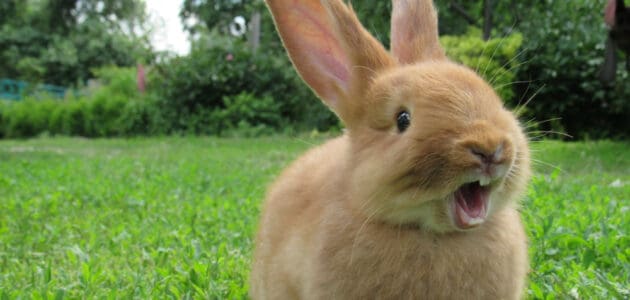 140 Cute Rabbit Names to Make Your Bunny Binky