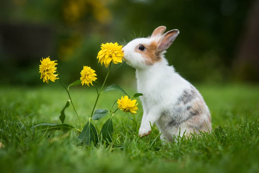 calico bunny smelling yellow flowers