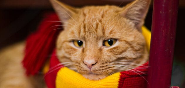 The Best Harry Potter Cat Names