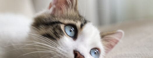 Mythical Cat Names for Your Magical Furbaby