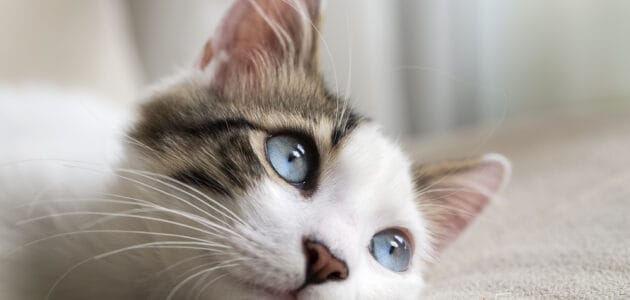 Mythical Cat Names for Your Magical Furbaby