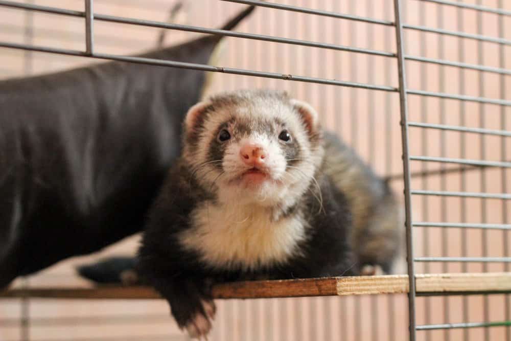 ferret cage open door