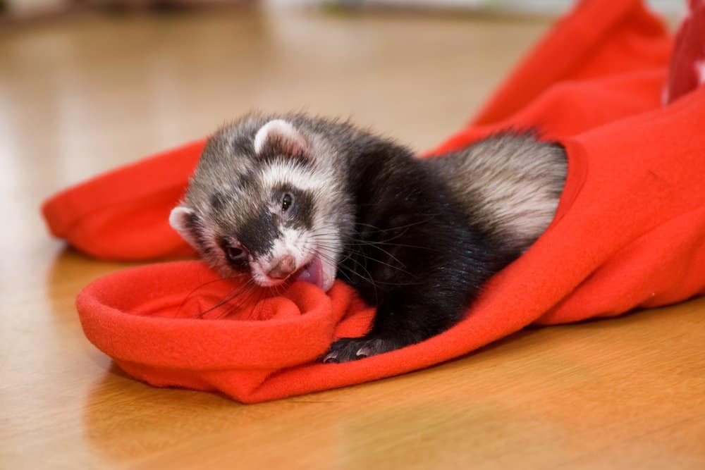 ferret nibbling red toy