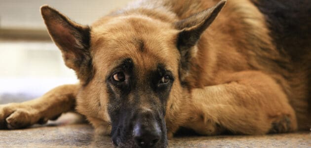 150+ Police Dog Names That Are Surprisingly Warm and Fuzzy