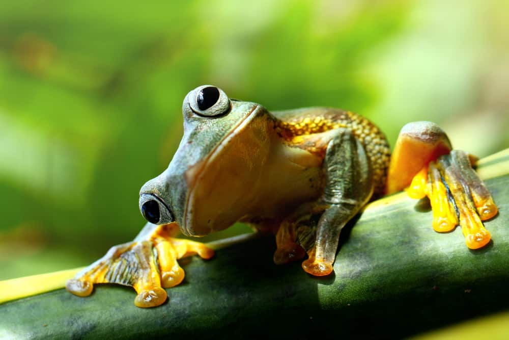 green frog on leaf