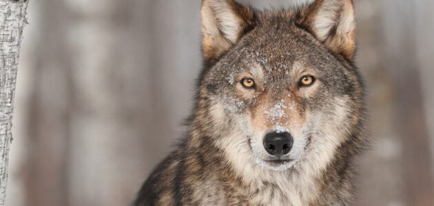 Wolf Names for Their Domesticated Descendants 