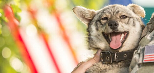 100+ Military Dog Name Ideas