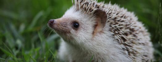 215 Cute Hedgehog Names for Your Prickly Potato