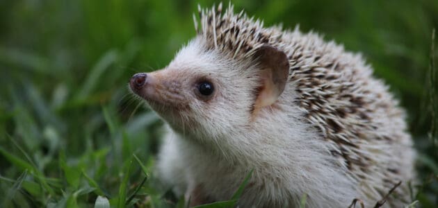 215 Cute Hedgehog Names for Your Prickly Potato