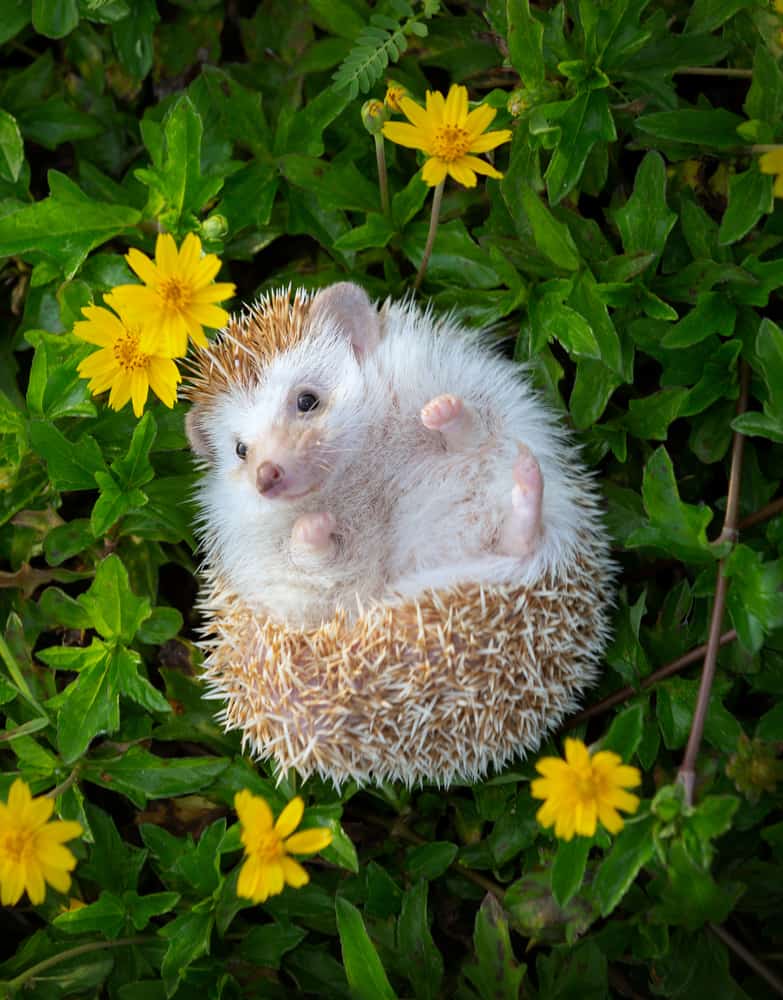 hedgehog laying on back in flowers