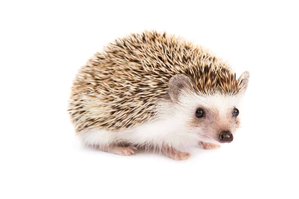 hedgehog on a white background