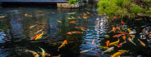 The 10 Best Koi Pond Filters in 2024