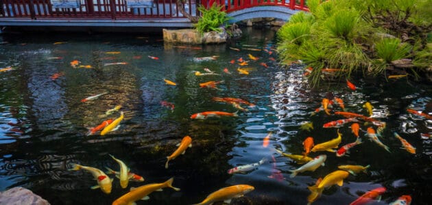 The 10 Best Koi Pond Filters in 2024