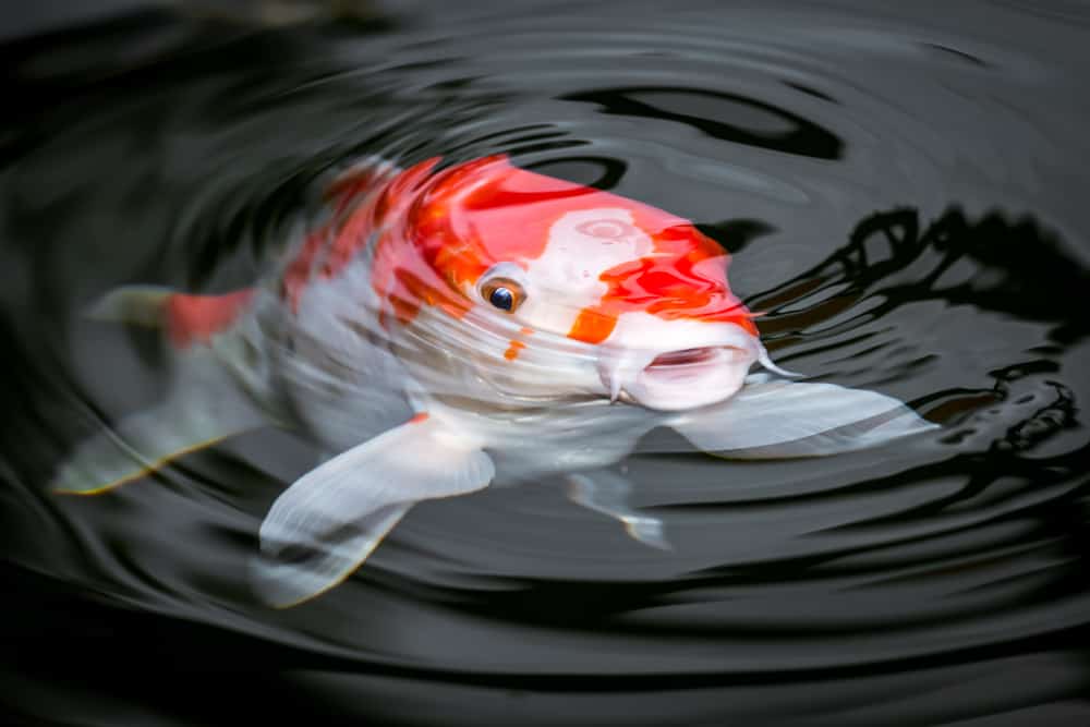 koi surfacing