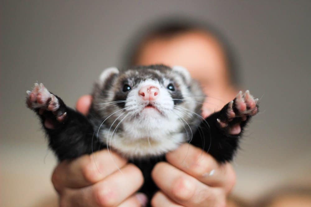 man holding up ferret