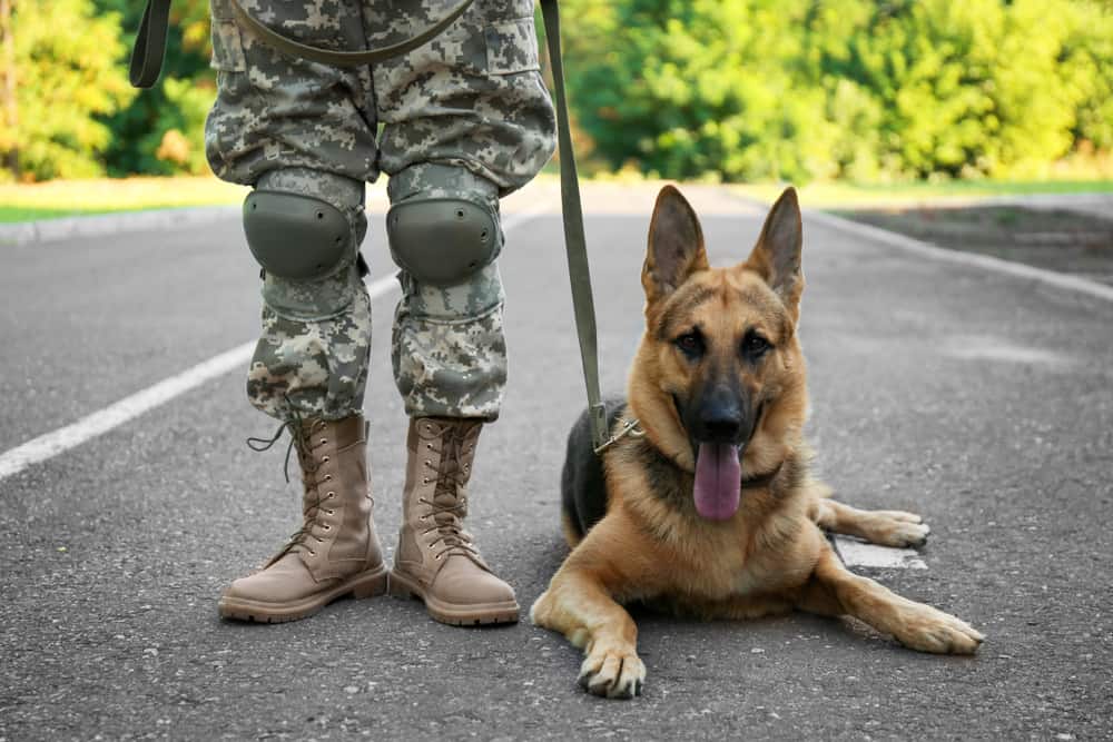 military dog german shepherd with soldier