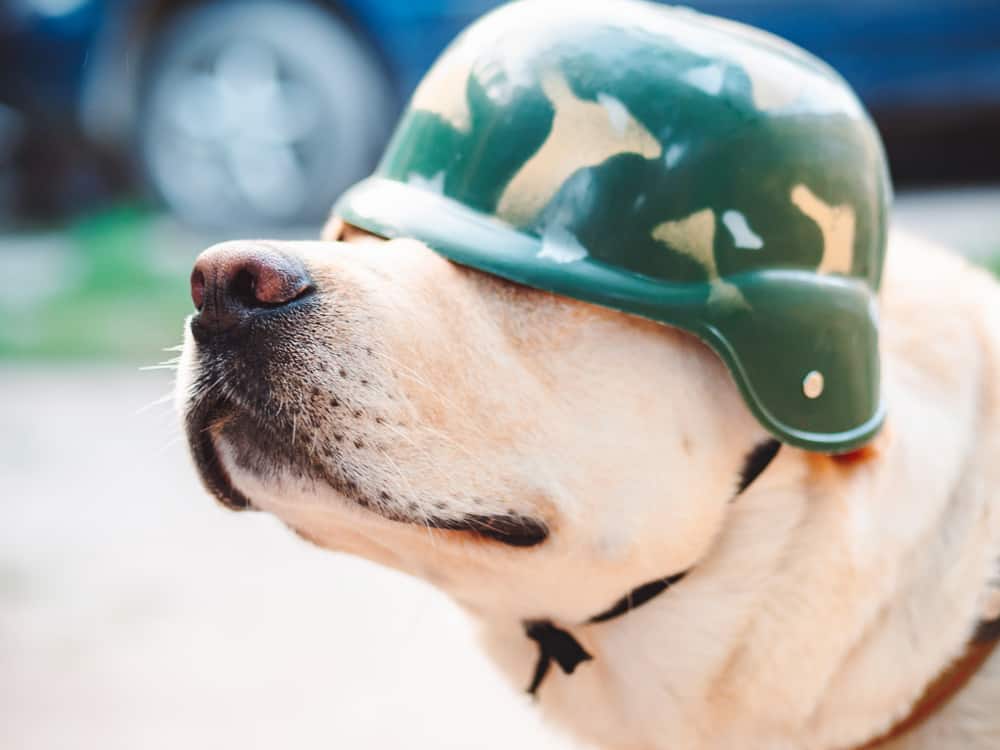 military dog with soldier helmet