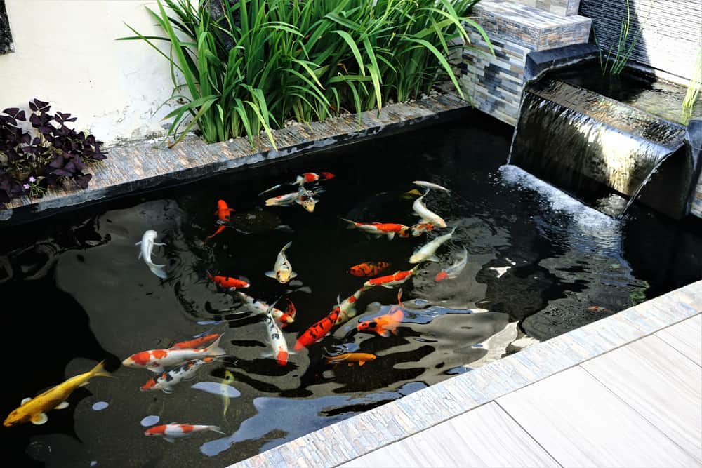 minimalist koi pond with waterfall design