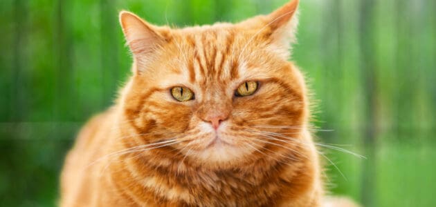 150+ Orange Cat Names