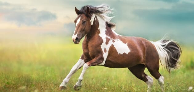 146 Native American Horse Names Full of Meaning