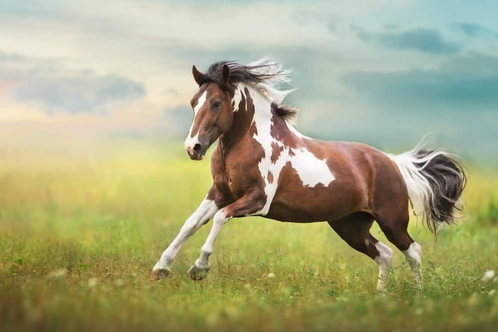 146 Native American Horse Names Full of Meaning - PetMag