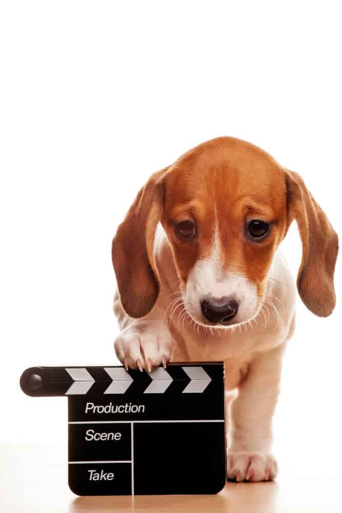 puppy with a clapperboard