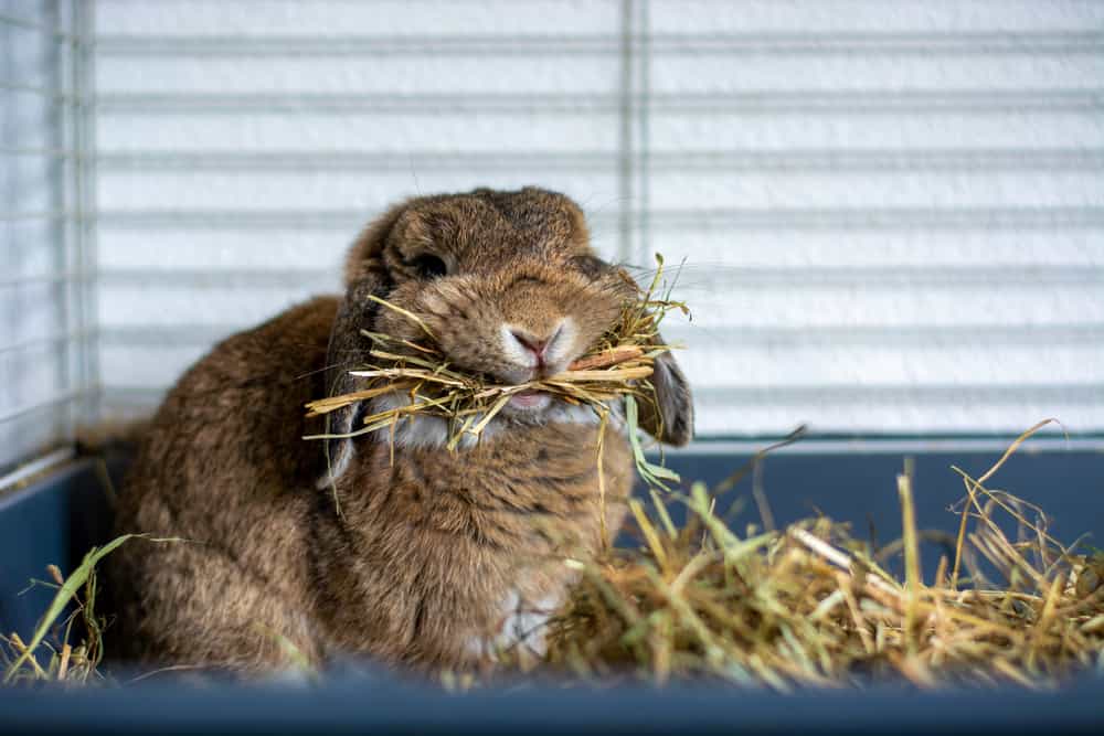 rabbit chews hay in its cage