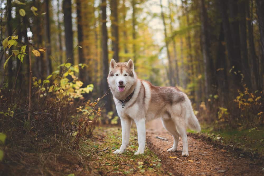 siberian husky on forest path