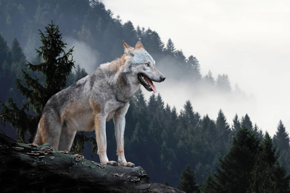 timber wolf on forested mountain