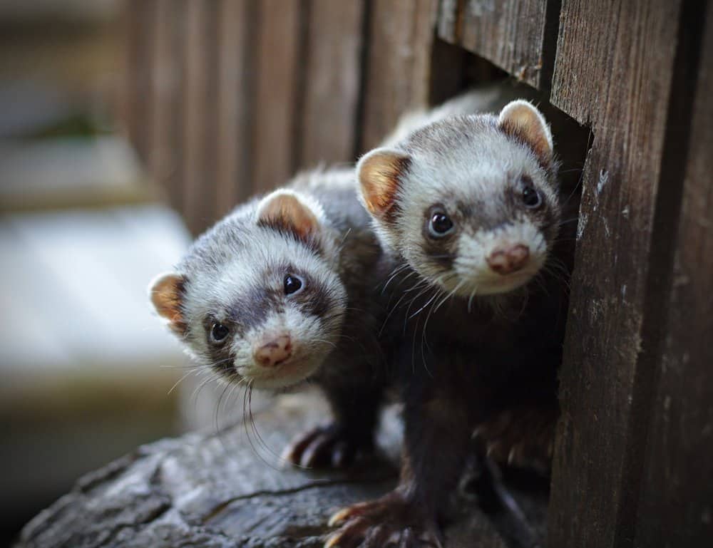 two ferrets looking out door