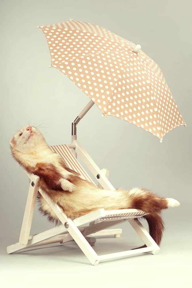 white ferret chilling lounge chair