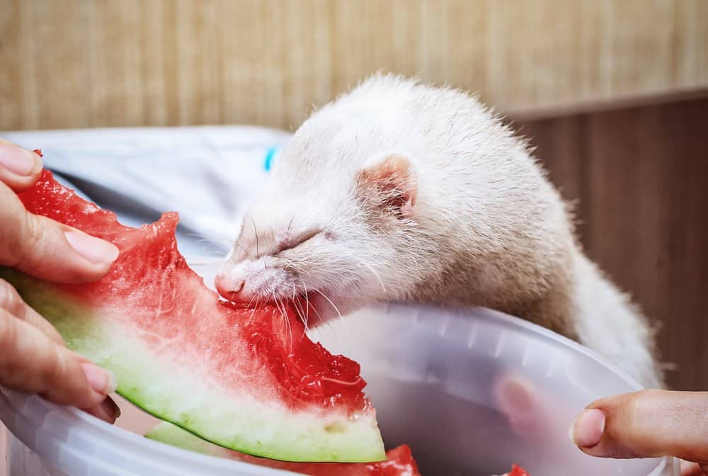 white ferret eating watermelon