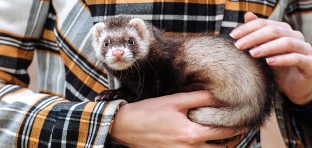 145+ Funny Ferret Names