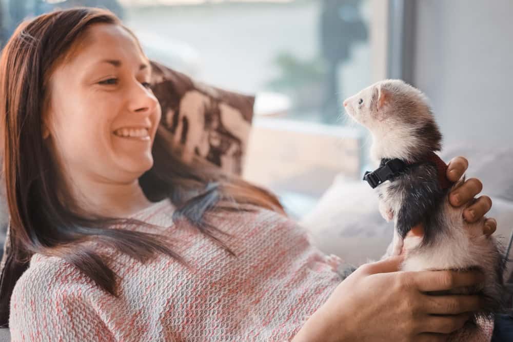 woman staring at pet ferret