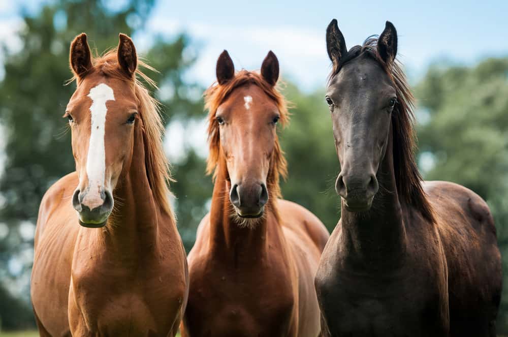 Three brown horses standing together