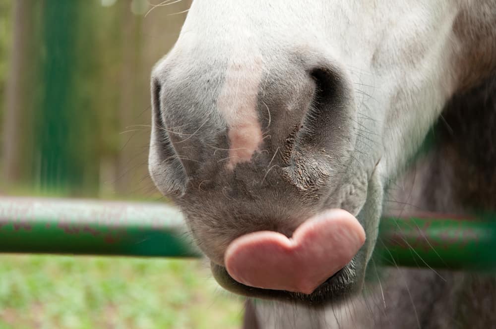a close-up of a horse’s tongue making a heart shape