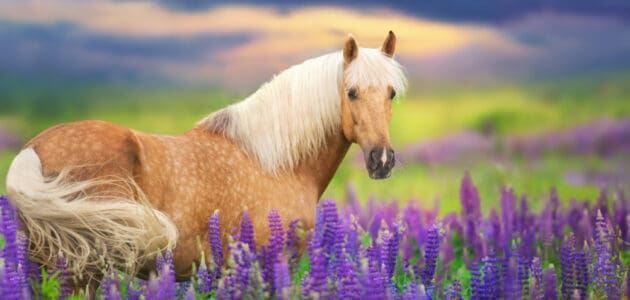 280+ Girl Horse Names for Frisky Fillies and Mature Mares