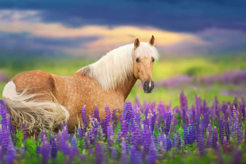 280+ Girl Horse Names for Frisky Fillies and Mature Mares - PetMag