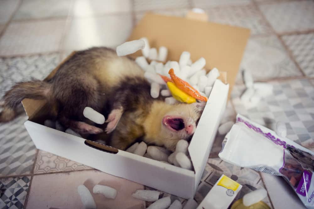 a ferret plays in a box of packing peanuts